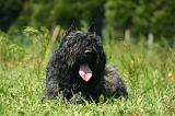 BOUVIER DES FLANDRES 506